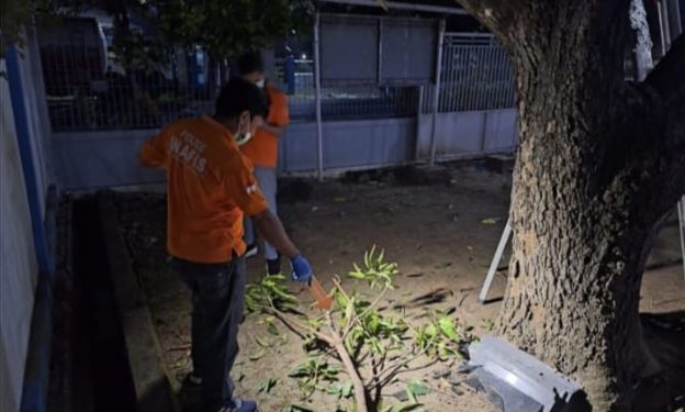Warga Jenu Meninggal setelah Tersengat Listrik saat Menebang Pohon