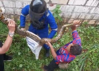 Warga Semanding Terkejut dengan Penemuan Ular Piton Sepanjang Lima Meter