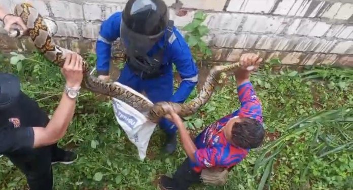 Warga Semanding Terkejut dengan Penemuan Ular Piton Sepanjang Lima Meter