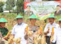 Panen Jagung Perdana Secara Serentak Bersama Pihak Berwenang di Tuban