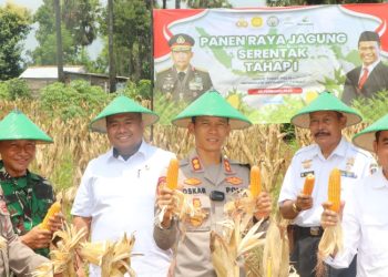 Panen Jagung Perdana Secara Serentak Bersama Pihak Berwenang di Tuban