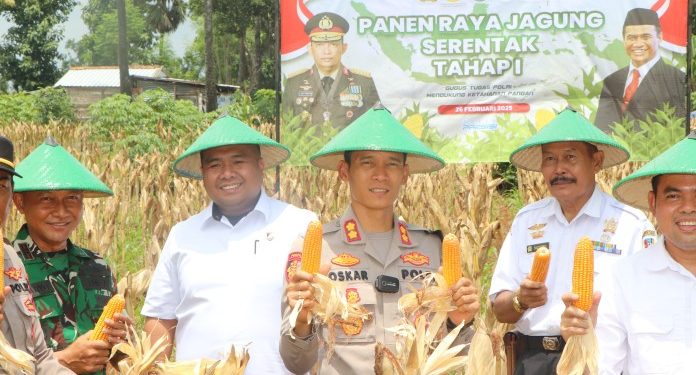 Panen Jagung Perdana Secara Serentak Bersama Pihak Berwenang di Tuban