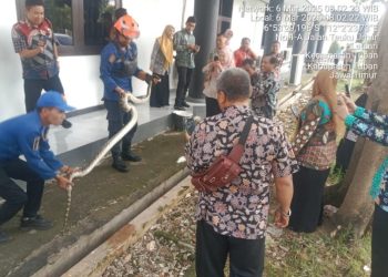 Evakuasi Piton 3 Meter dari Gorong-Gorong Mushola Kantor DPRD oleh Damkar Tuban