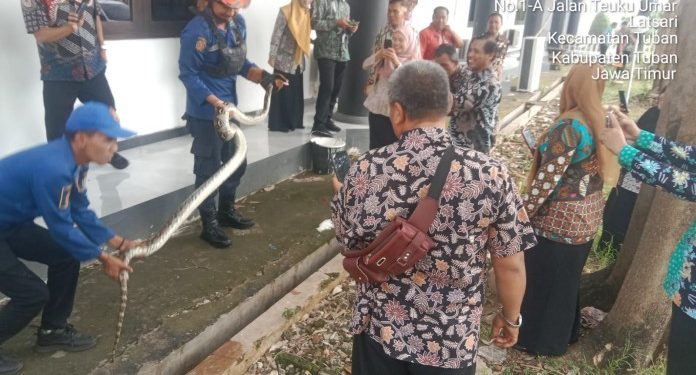 Evakuasi Piton 3 Meter dari Gorong-Gorong Mushola Kantor DPRD oleh Damkar Tuban