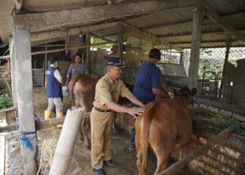 Wabah PMK Masih Berlanjut, DPRD dan DKP2P Tuban Adakan Rapat Kerja