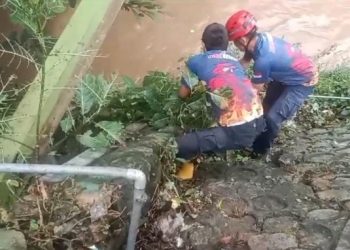 Temuan Ular Piton Sepanjang Tiga Meter Menghebohkan Warga Tuban