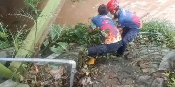 Temuan Ular Piton Sepanjang Tiga Meter Menghebohkan Warga Tuban