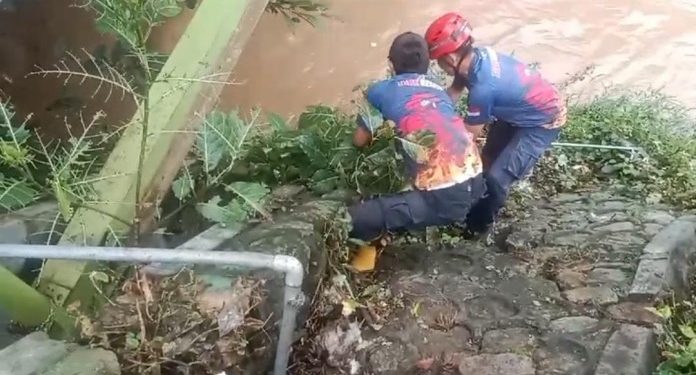 Temuan Ular Piton Sepanjang Tiga Meter Menghebohkan Warga Tuban