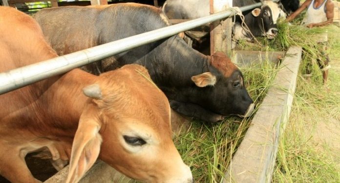 Cegah PMK pada Ternak, DKP2P Tuban Luncurkan Program Vaksinasi