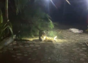 Ular Piton 3 Meter Dievakuasi Damkar dari Pohon Cemara Depan SDN Sugihwaras 2