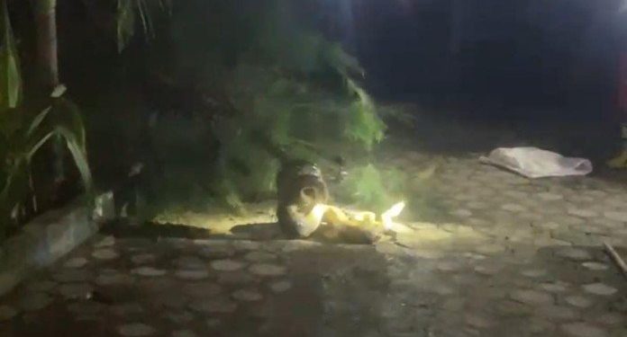 Ular Piton 3 Meter Dievakuasi Damkar dari Pohon Cemara Depan SDN Sugihwaras 2