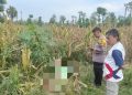 Petani di Kerek Meninggal Dunia Tersengat Listrik Saat Panen Jagung