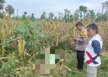 Petani di Kerek Meninggal Dunia Tersengat Listrik Saat Panen Jagung