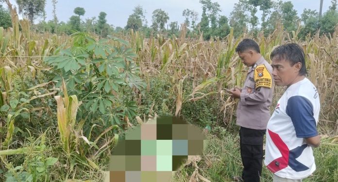 Petani di Kerek Meninggal Dunia Tersengat Listrik Saat Panen Jagung